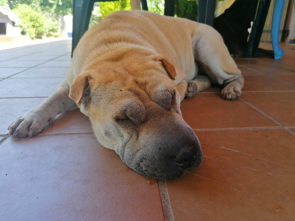 Des Terres Ancestrales - Saphir va donner naissance à trois bébés Shar-Pei