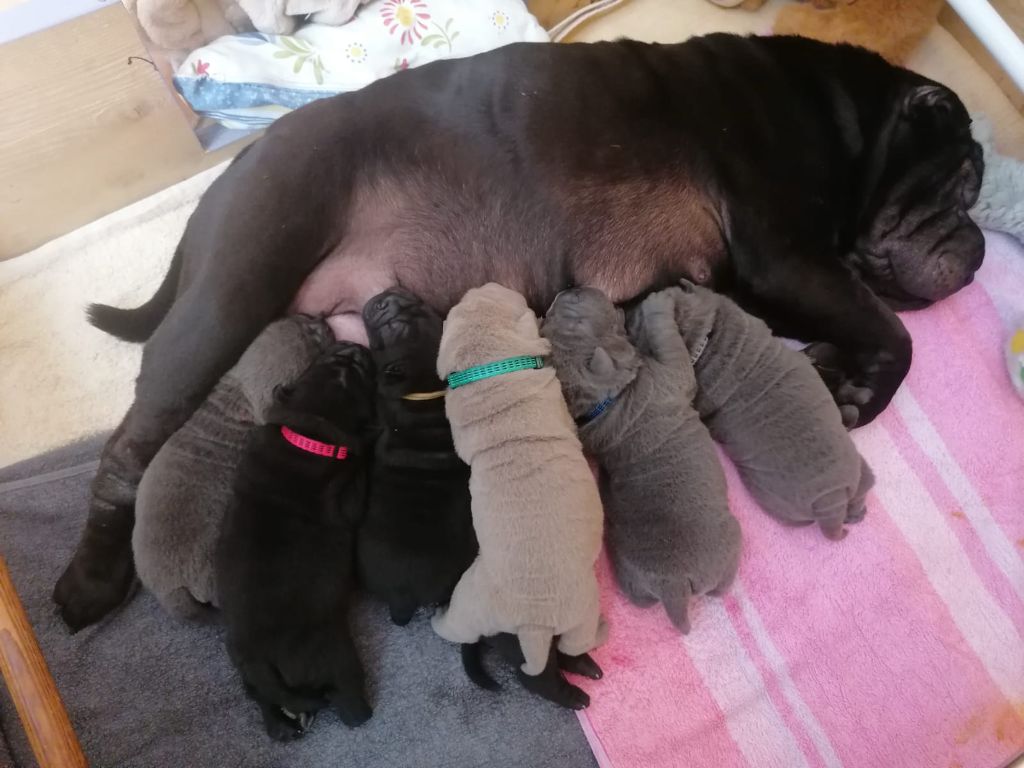 Des Terres Ancestrales - Les bébés de l'automne,  ils sont sept chiots.