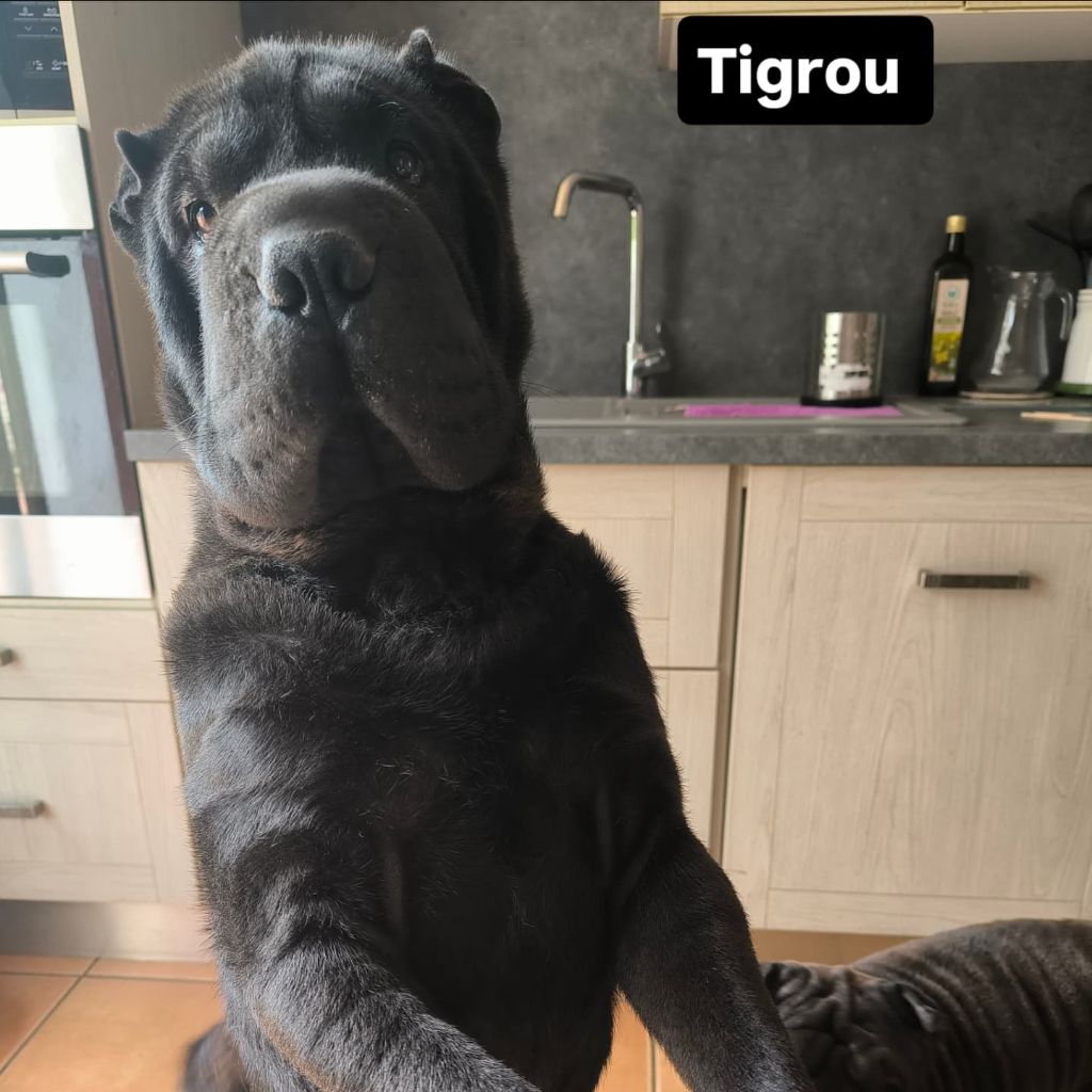 Tigrou Des Terres Ancestrales