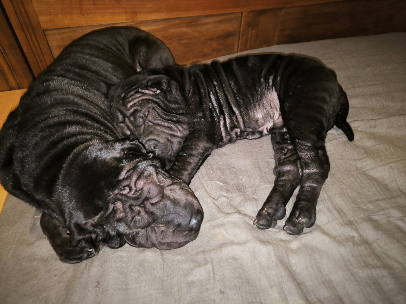 Ajax va bientôt partir en Gironde.