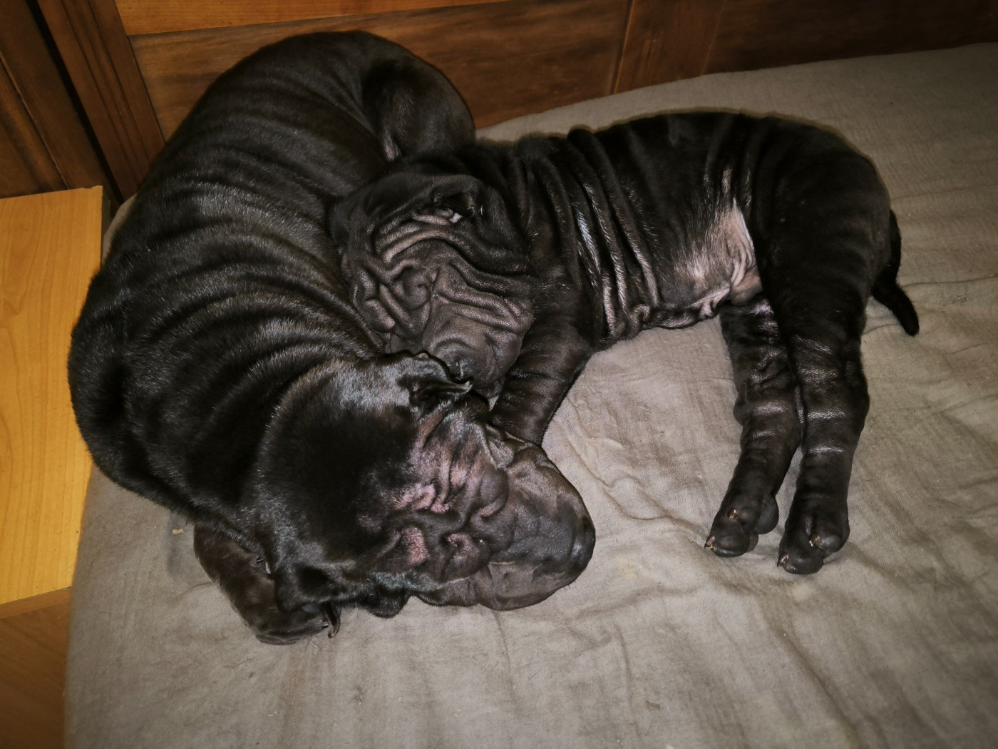 Ajax va bientôt partir en Gironde.