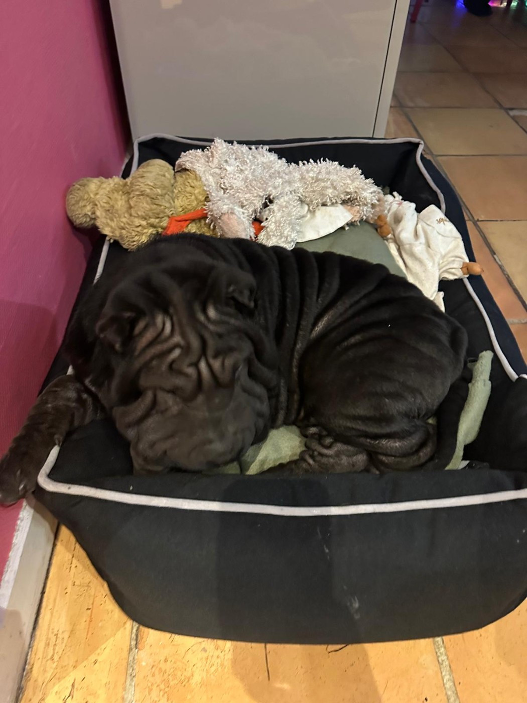 Ajax est arrivé en Gironde.