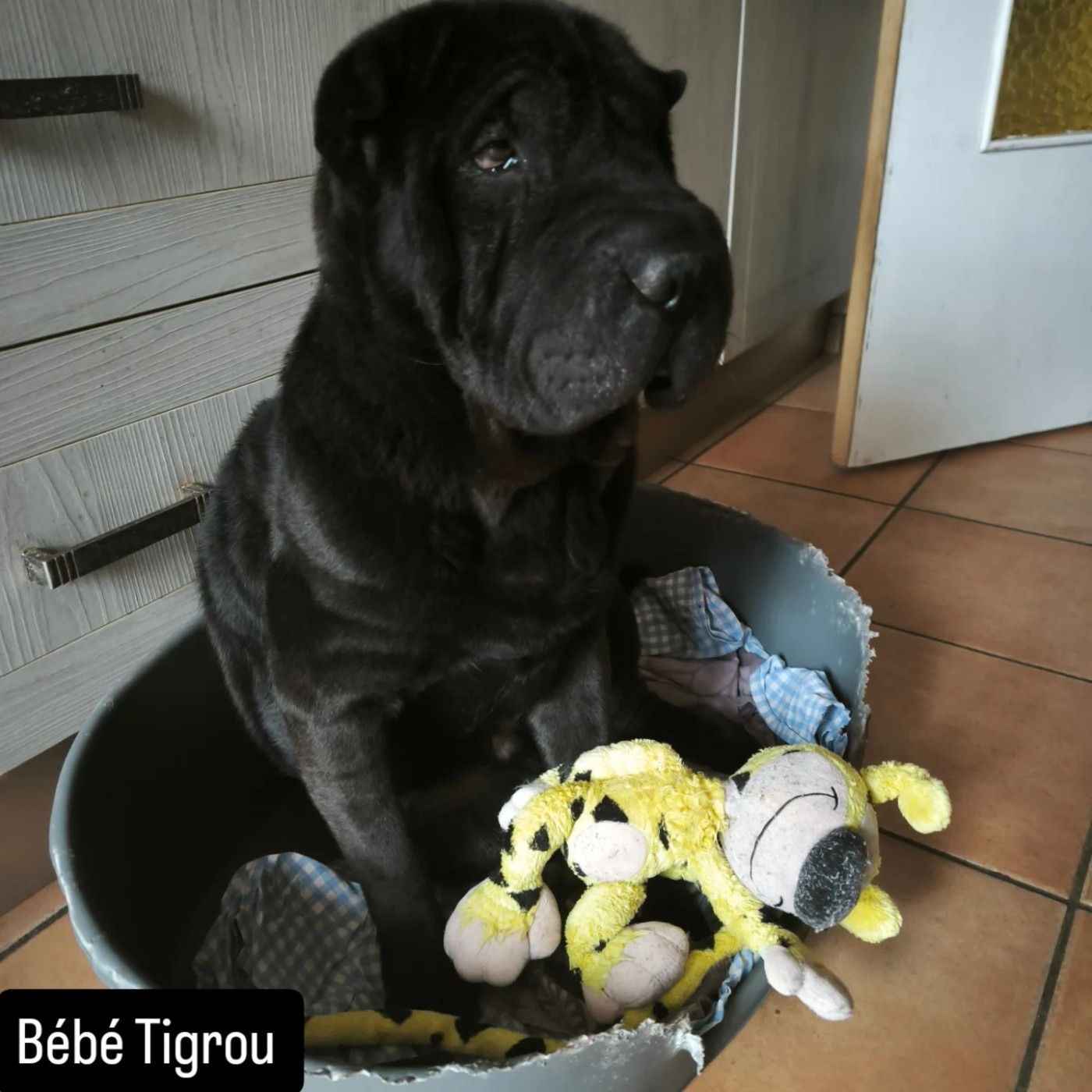 Les loulous Shar-Pei sont en direct à la radio régionale.