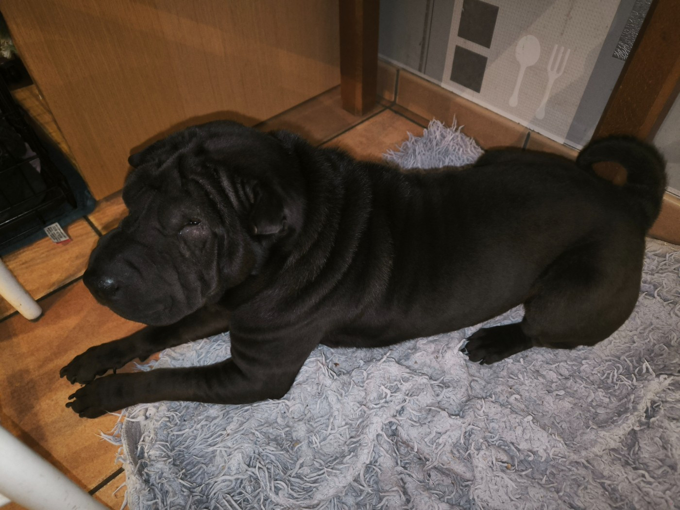 Shadow, la belle fifille noire