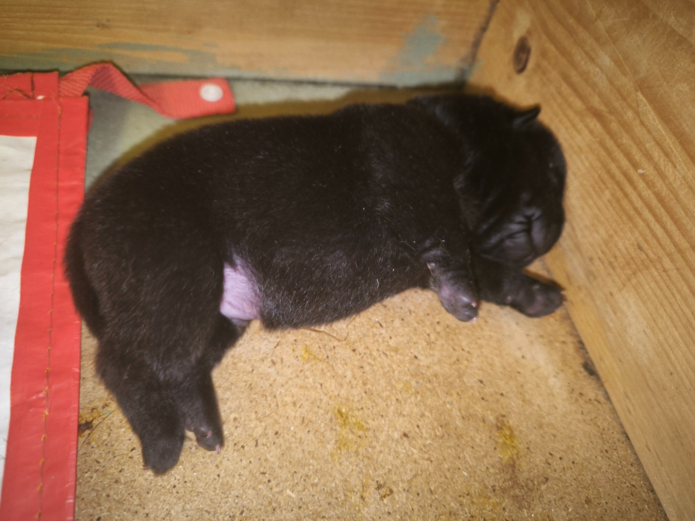 Naissance des beaux bébés de Suzon et de Simon