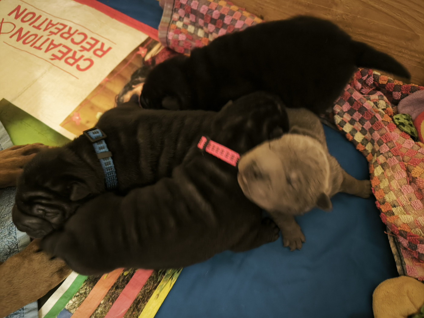 Des Terres Ancestrales - Les bébés ont dix jours, ils sont beaux.