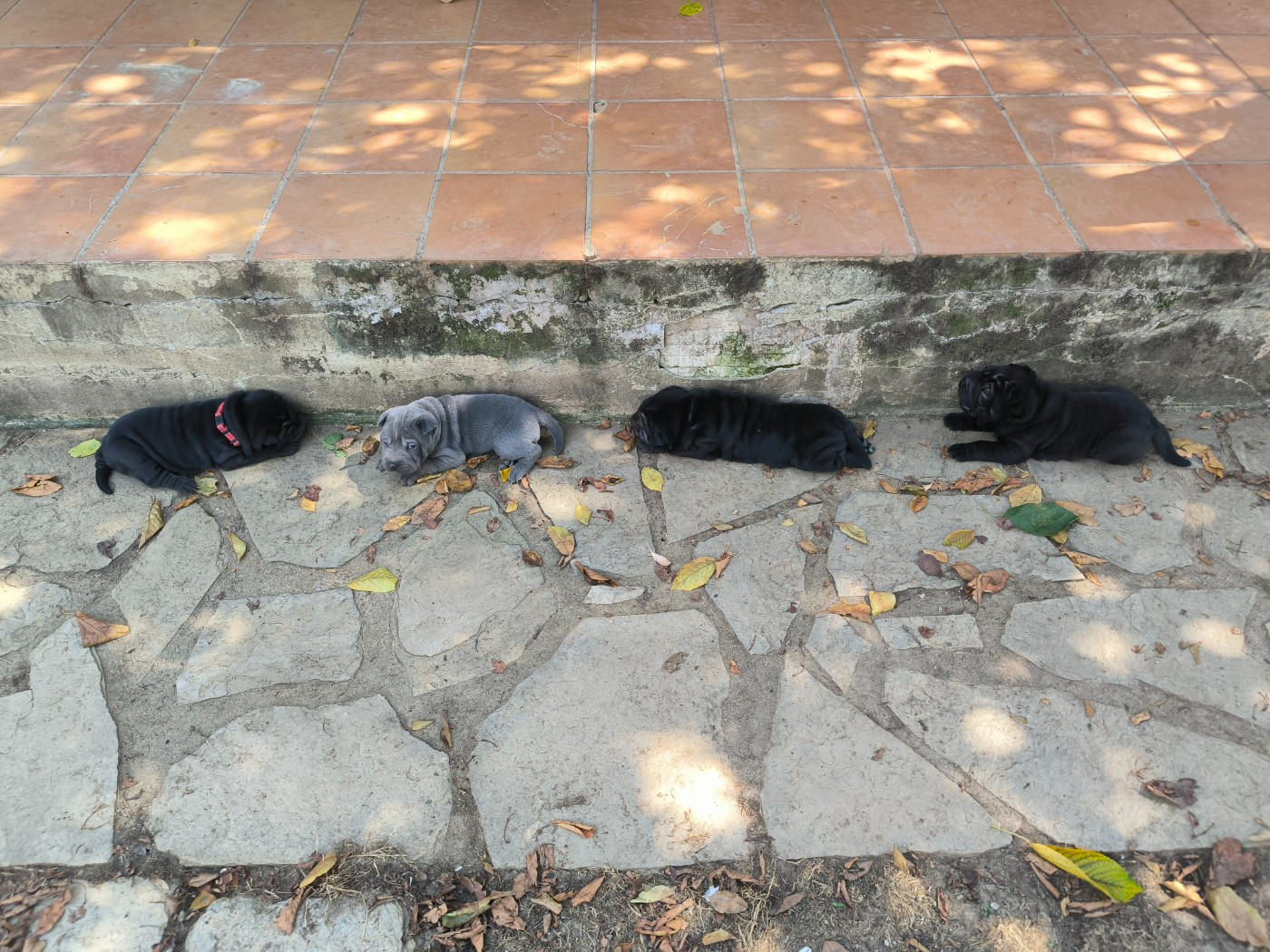 Les quatre bébés Shar-Pei en août 2026.