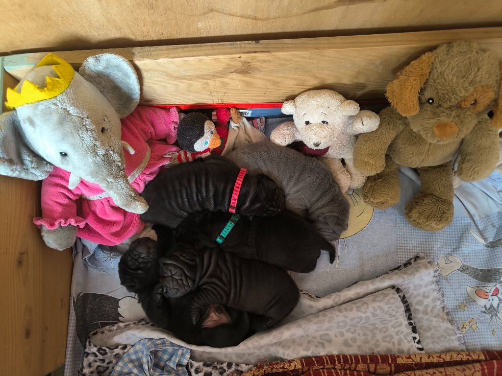 Les bébés sont très vifs et toniques.