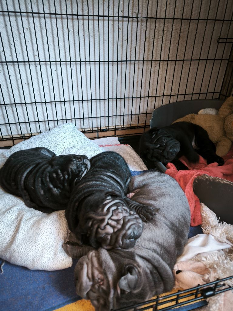 Les chiots Shar-Pei sont très affectueux et très joueurs. 