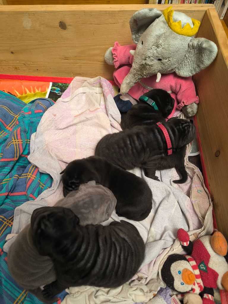 Les cinq beaux bébés attendent des visites sur place.