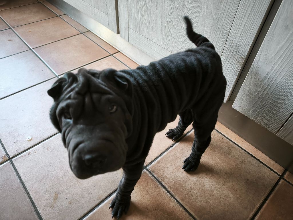 Ajax vient juste de fêter ses trois mois. 