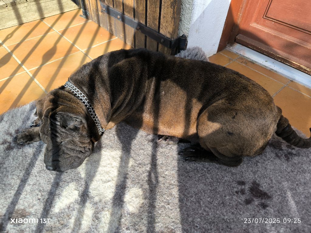 Les bébés de Tosca vont arriver.