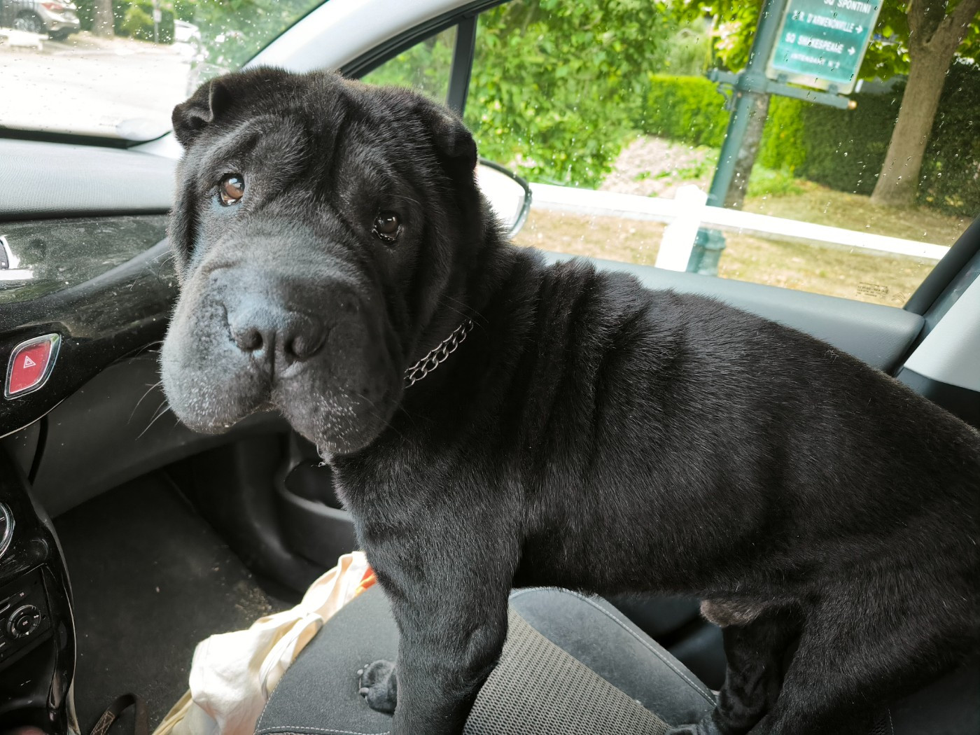 Tigrou, le plus doux des Shar-Pei