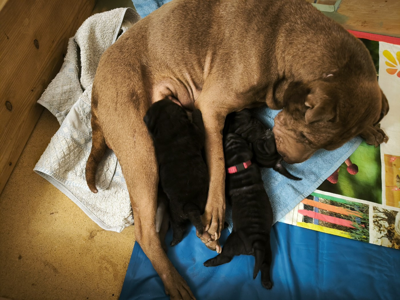 Suzon avec ses beaux bébés nés en juillet 2026