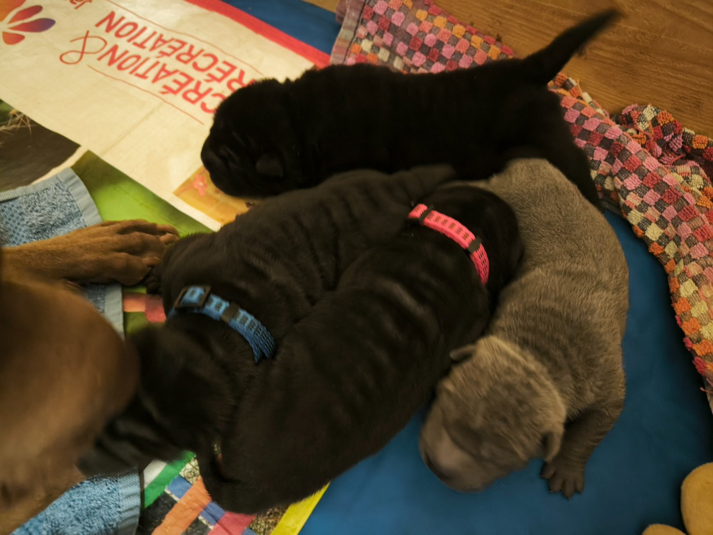 Les quatre chiots Shar-Pei de Suzon en juillet 2026