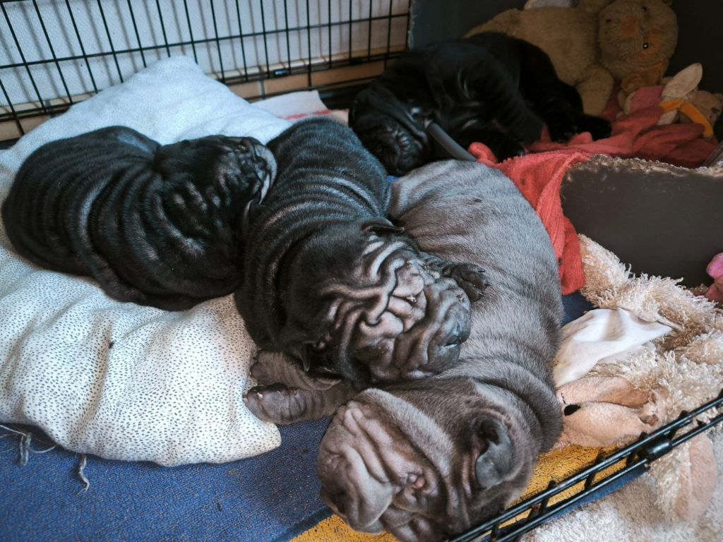 Les Shar-Pei des Terres ancestrales. 