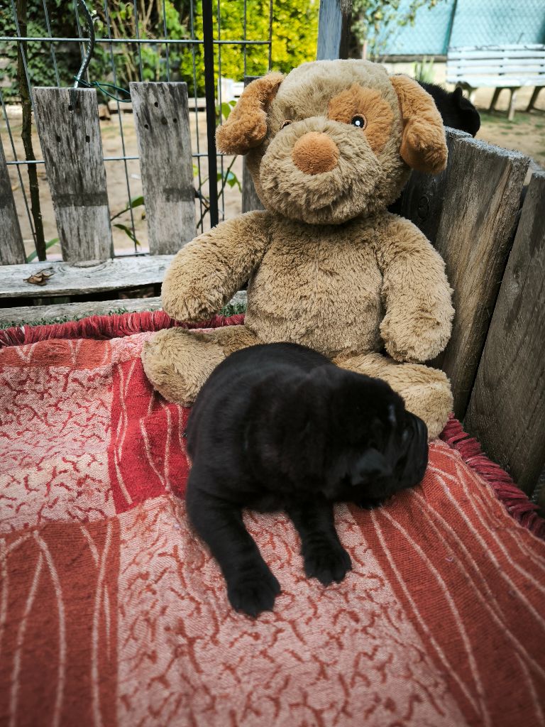 Des Terres Ancestrales - Chiots disponibles - Shar Pei