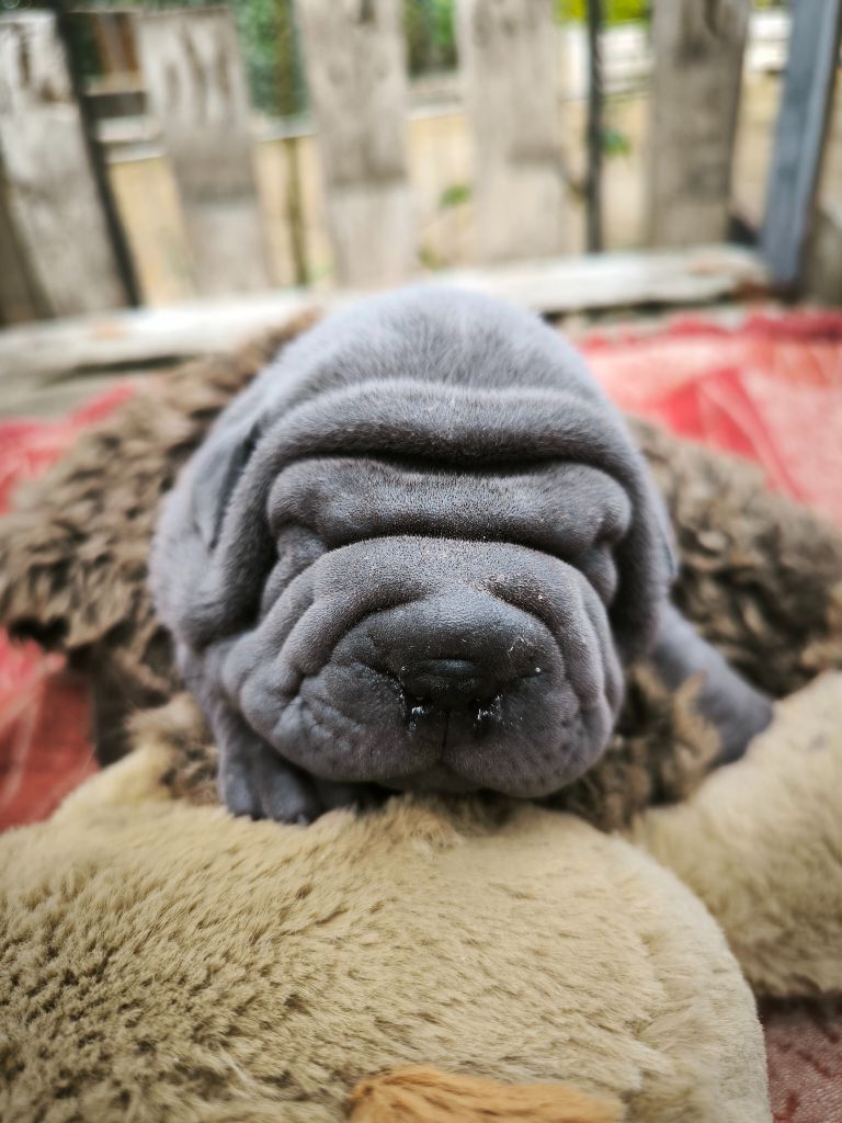 Des Terres Ancestrales - Chiots disponibles - Shar Pei