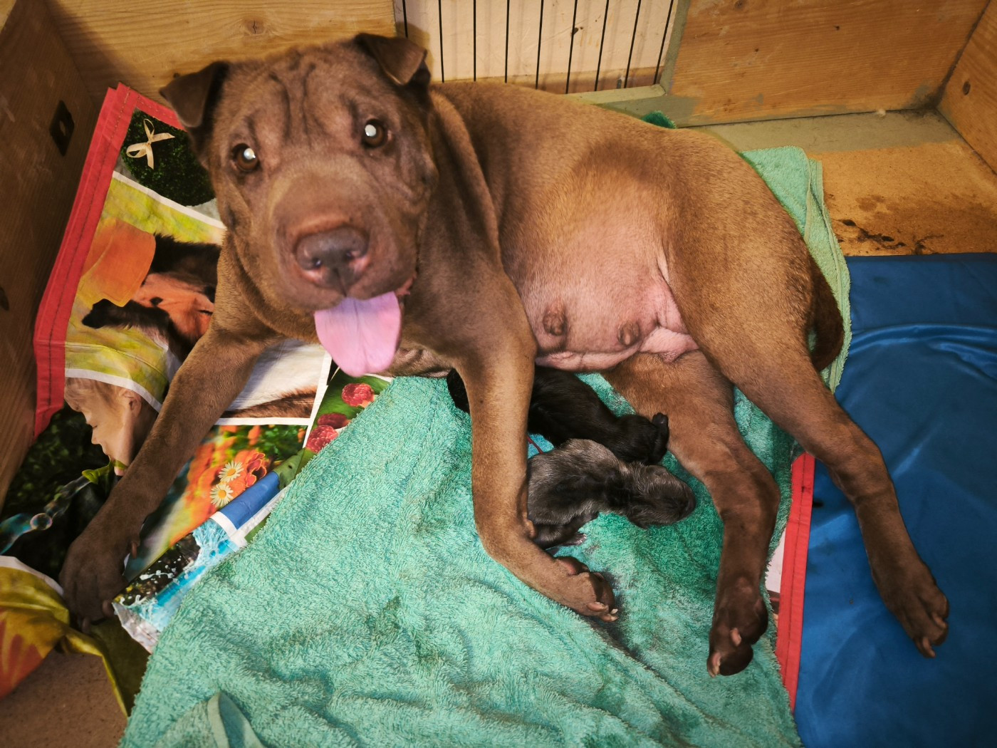 Chiot Shar Pei Des Terres Ancestrales