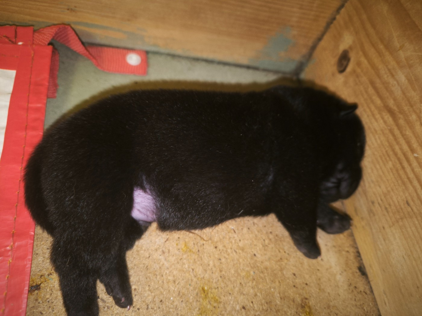 Des Terres Ancestrales - Chiots disponibles - Shar Pei