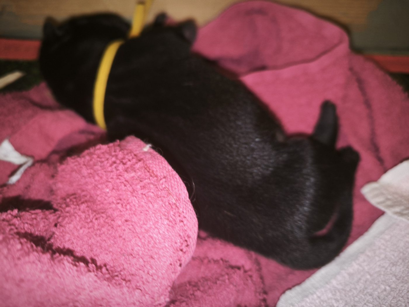 Des Terres Ancestrales - Chiots disponibles - Shar Pei