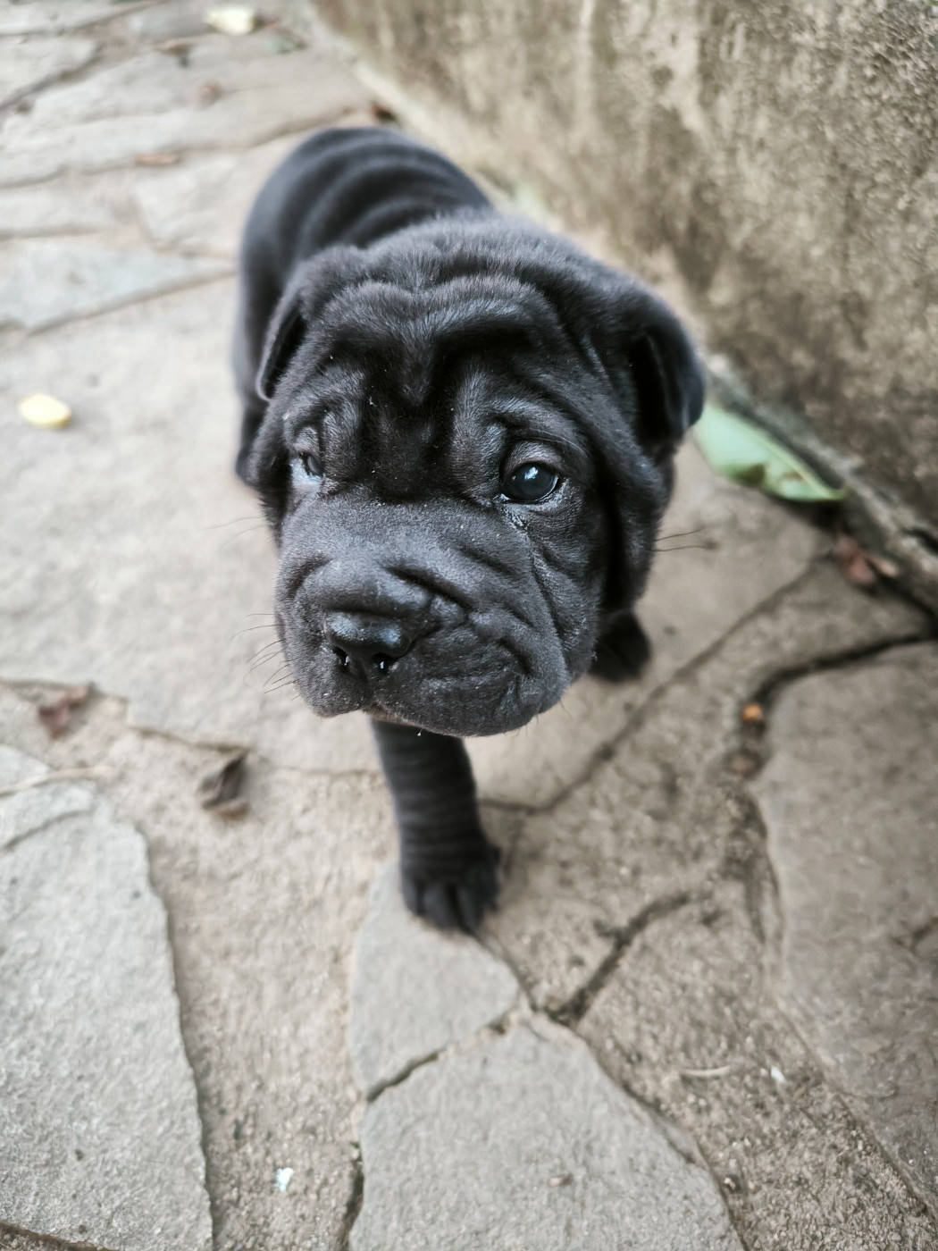 Des Terres Ancestrales - Chiots disponibles - Shar Pei
