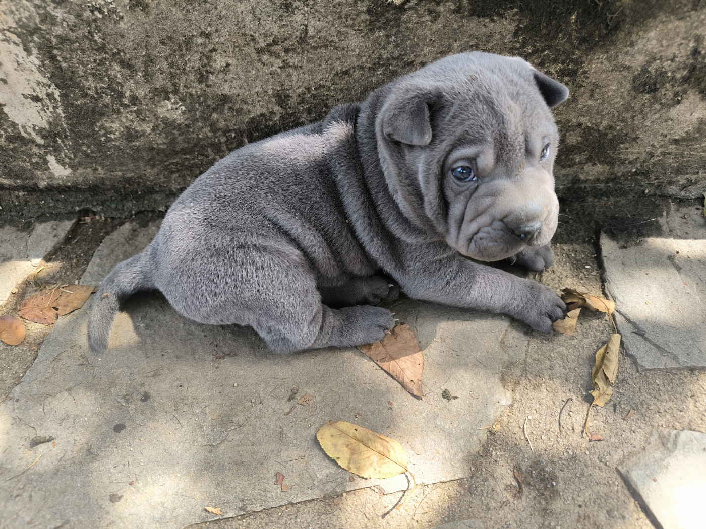 Des Terres Ancestrales - Chiots disponibles - Shar Pei