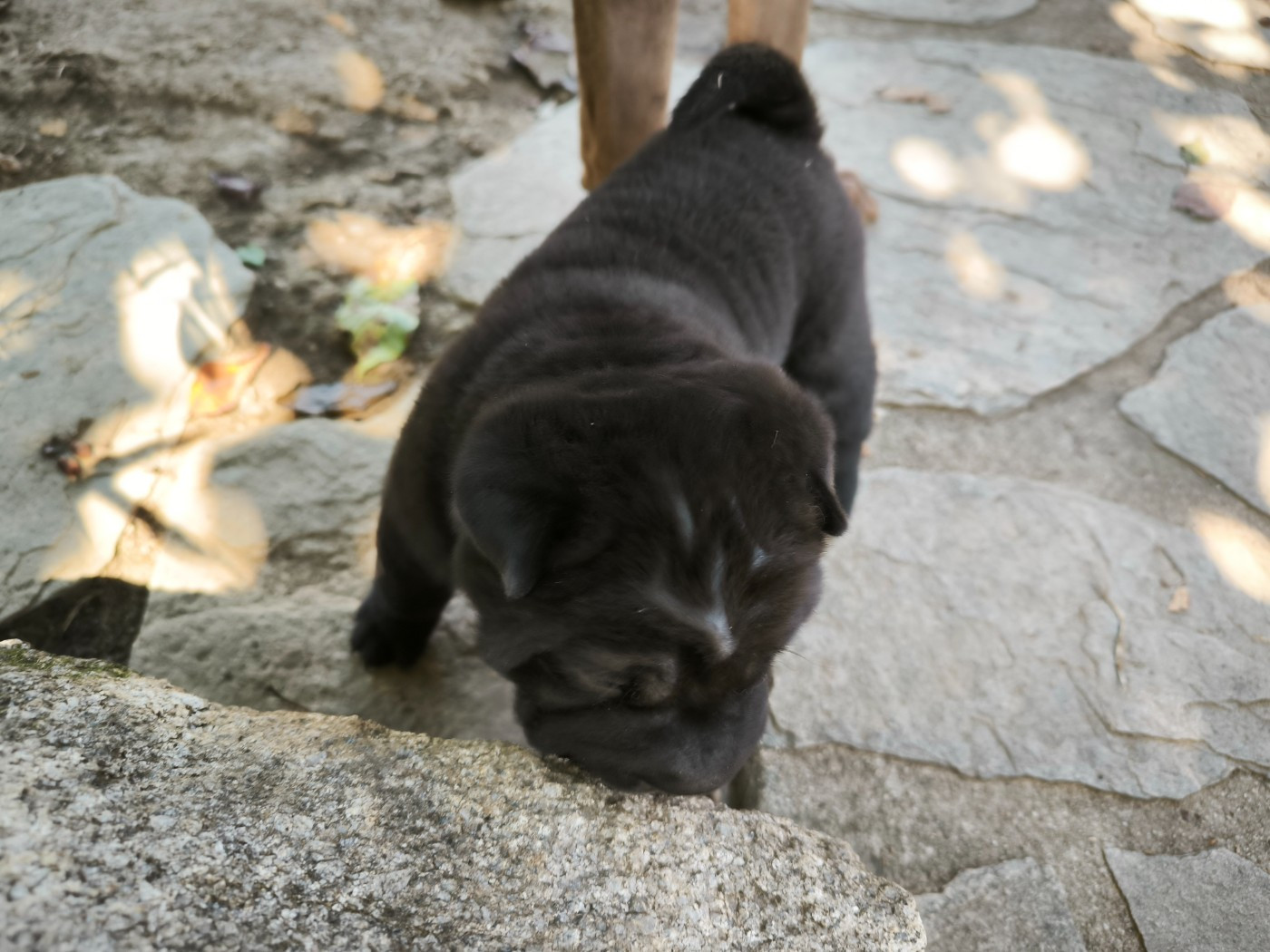 Des Terres Ancestrales - Chiots disponibles - Shar Pei