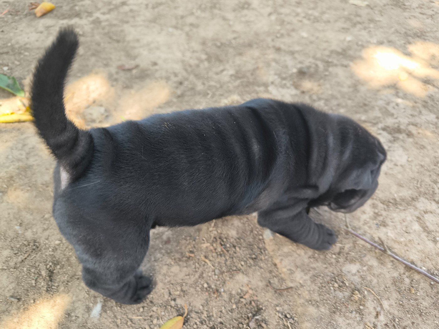 Des Terres Ancestrales - Chiots disponibles - Shar Pei