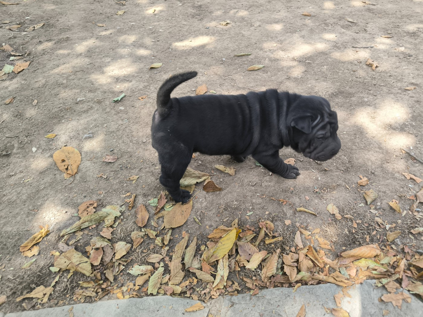 Des Terres Ancestrales - Chiots disponibles - Shar Pei