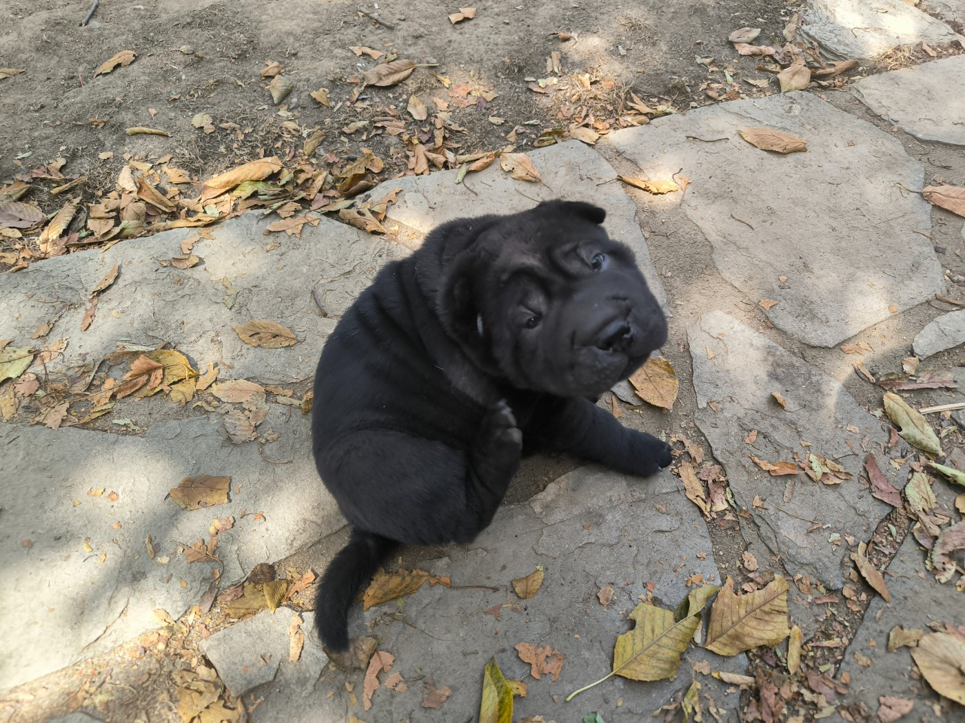 Des Terres Ancestrales - Chiots disponibles - Shar Pei