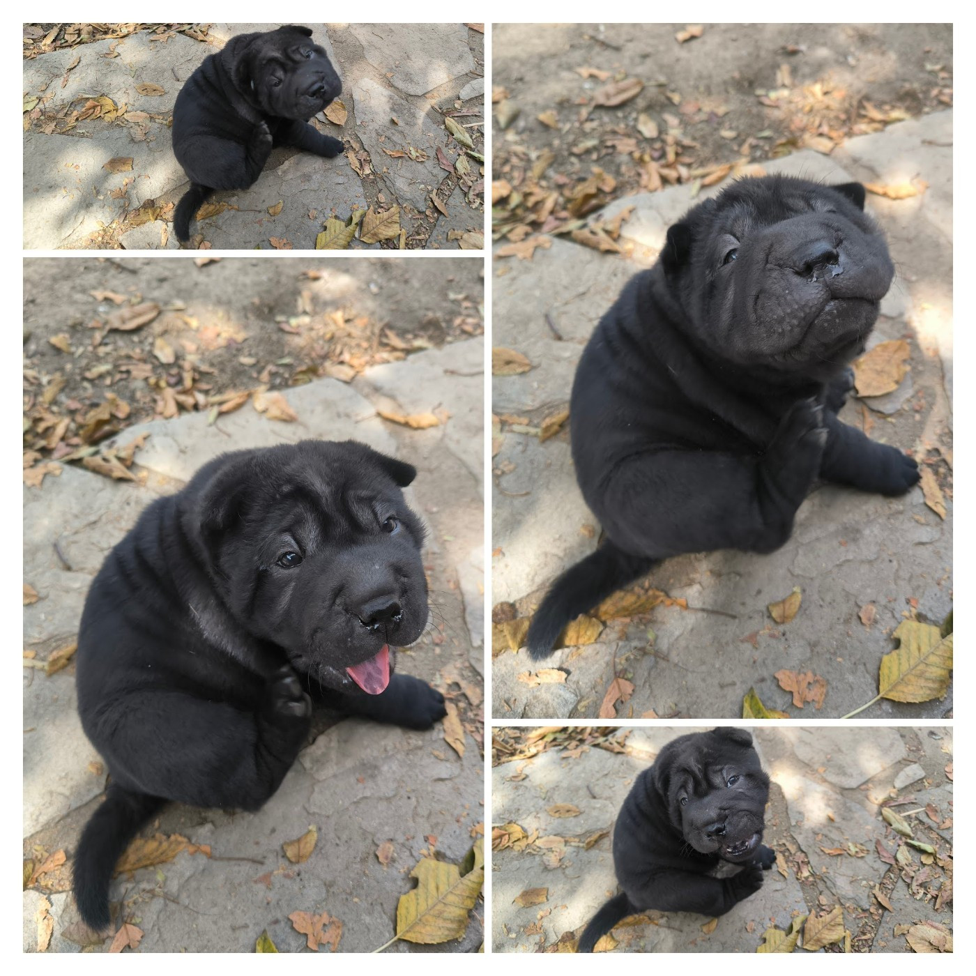 Des Terres Ancestrales - Chiots disponibles - Shar Pei
