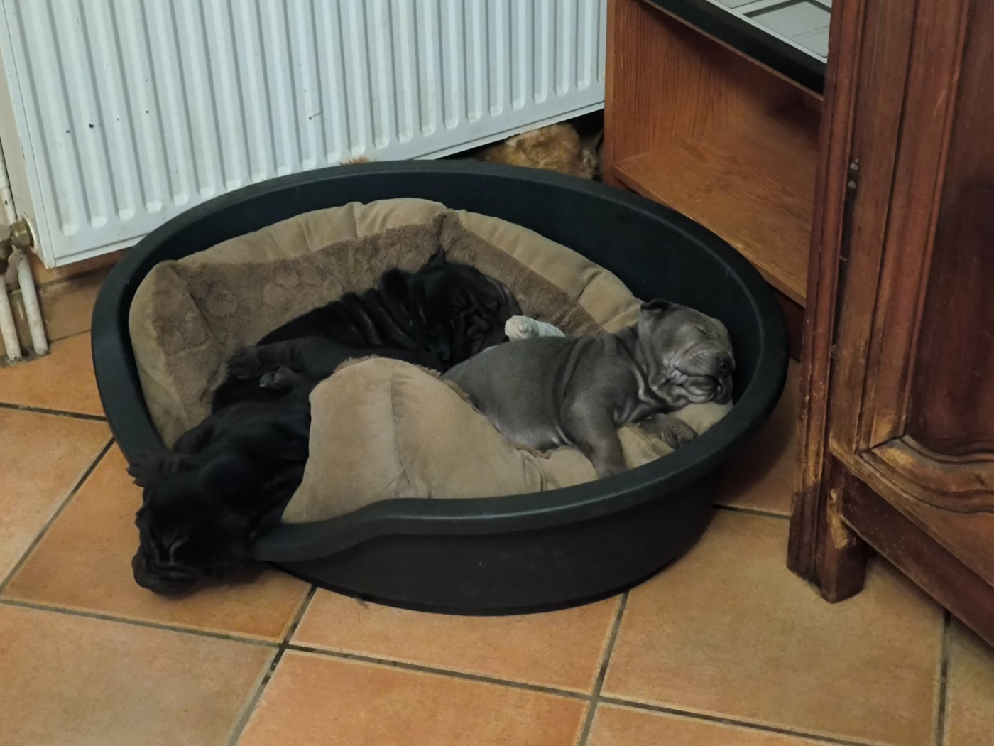 Chiot Shar Pei Des Terres Ancestrales