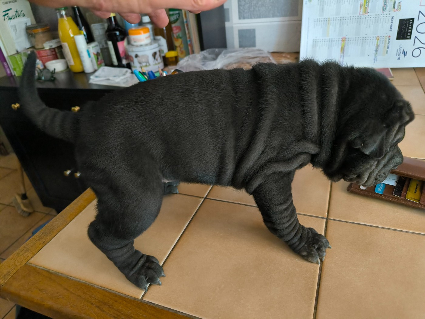 Des Terres Ancestrales - Chiots disponibles - Shar Pei
