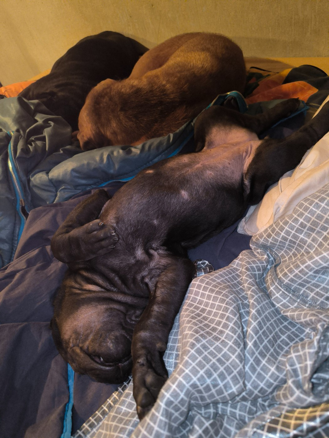 Des Terres Ancestrales - Chiots disponibles - Shar Pei