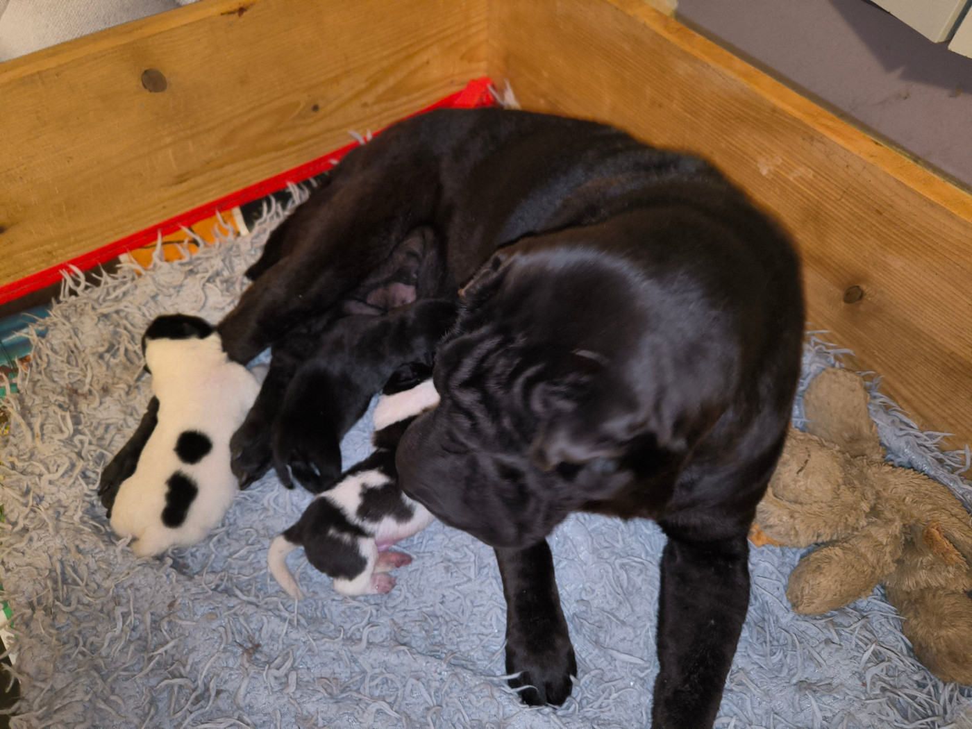Des Terres Ancestrales - Chiots disponibles - Shar Pei