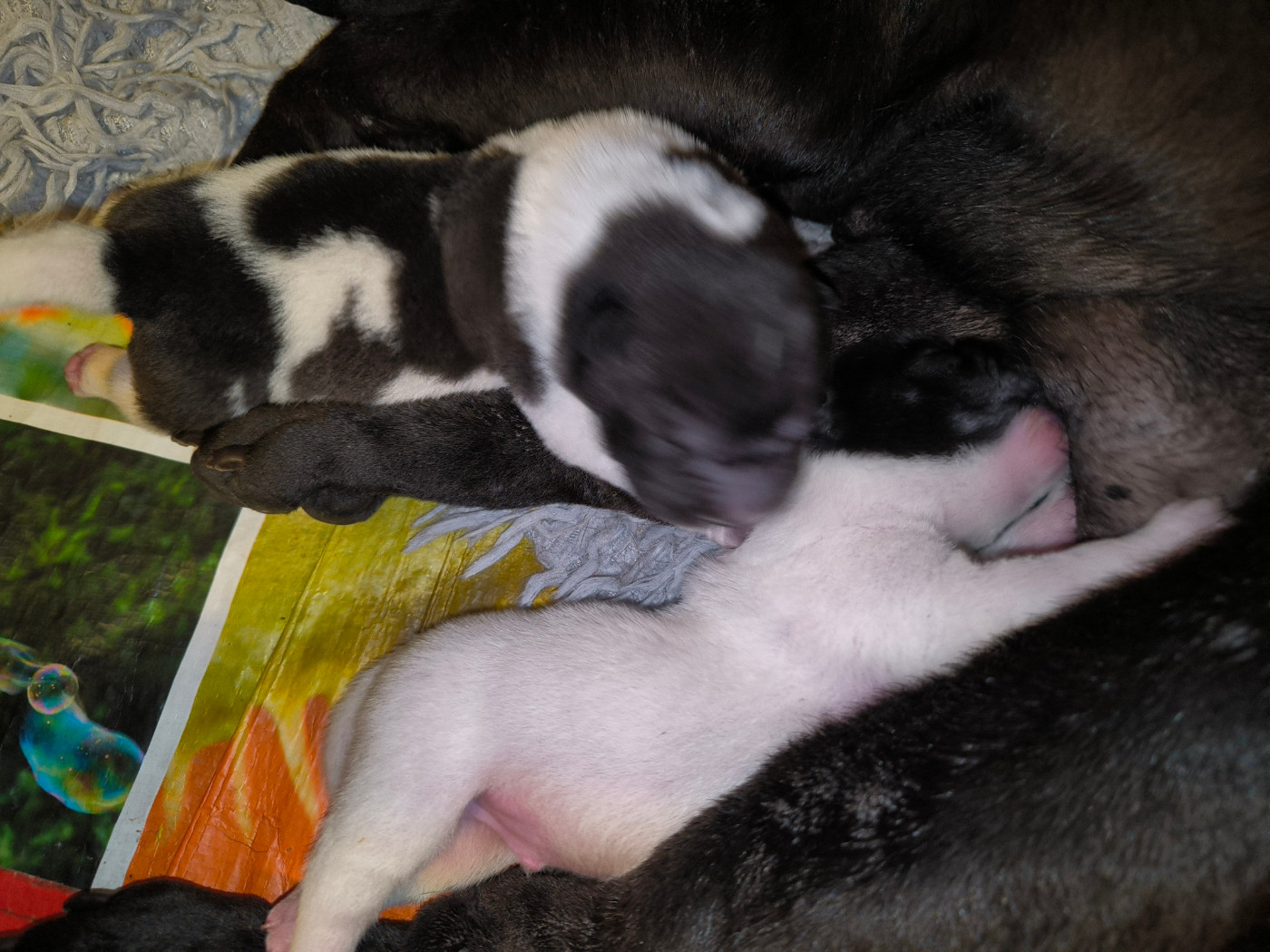 Des Terres Ancestrales - Chiots disponibles - Shar Pei
