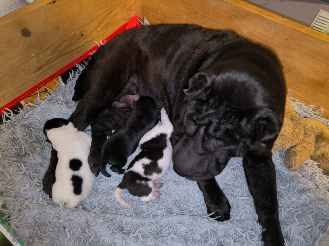 Des Terres Ancestrales - Chiots disponibles - Shar Pei