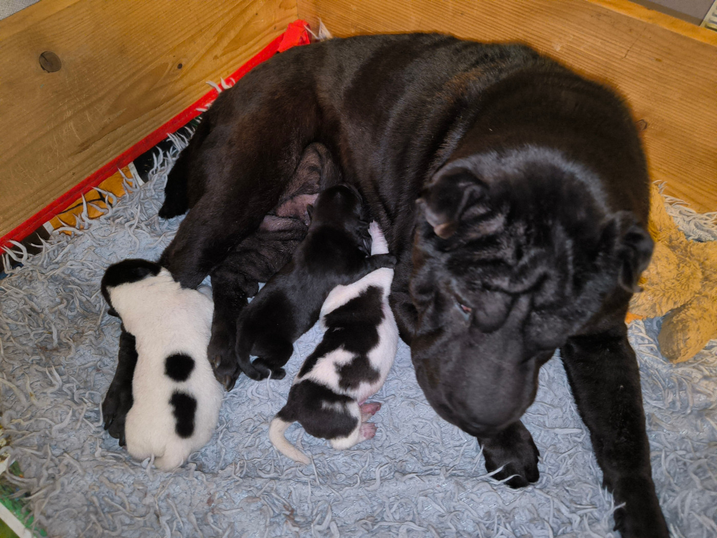 Chiot Shar Pei Des Terres Ancestrales