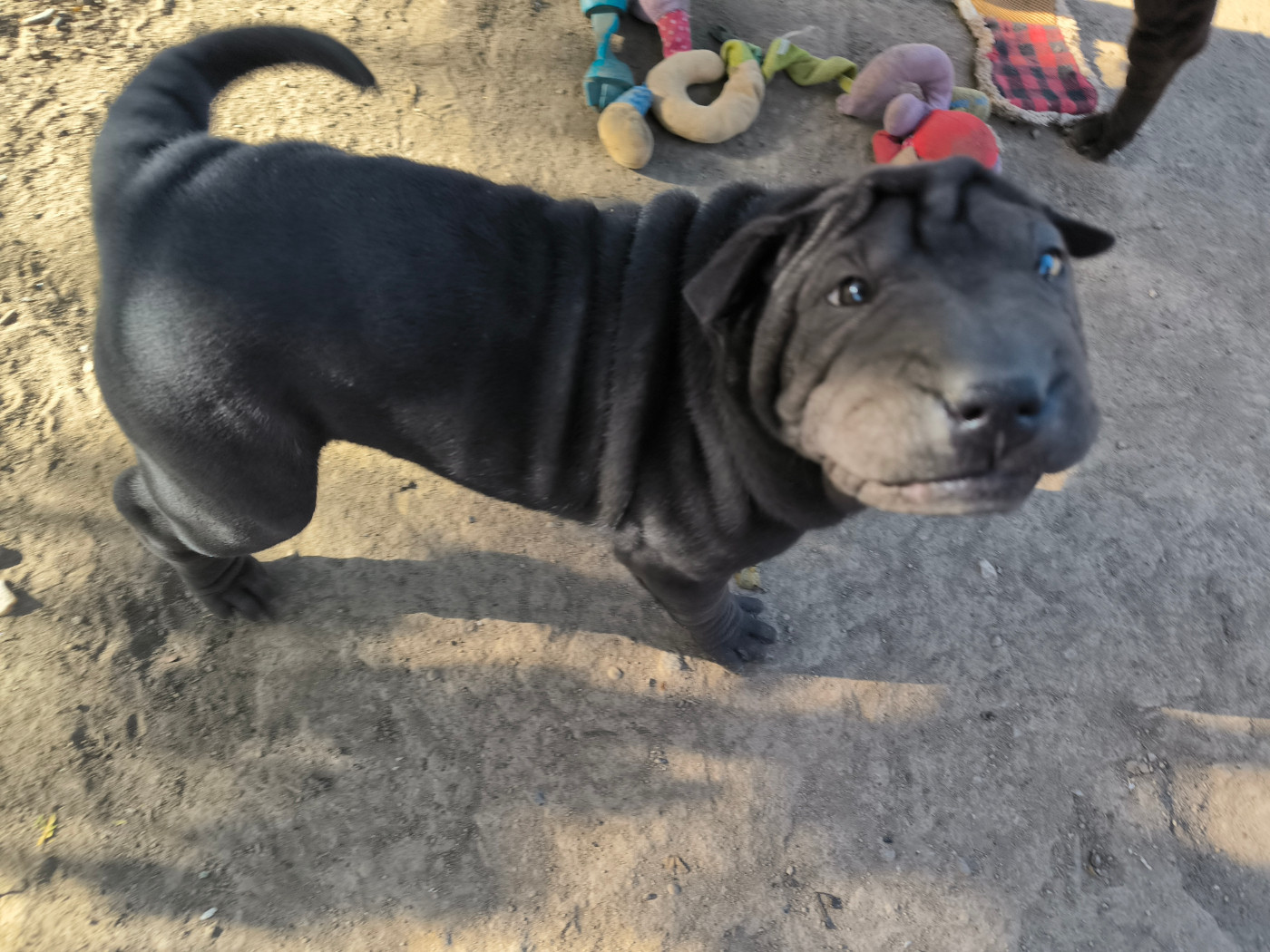 Des Terres Ancestrales - Chiots disponibles - Shar Pei