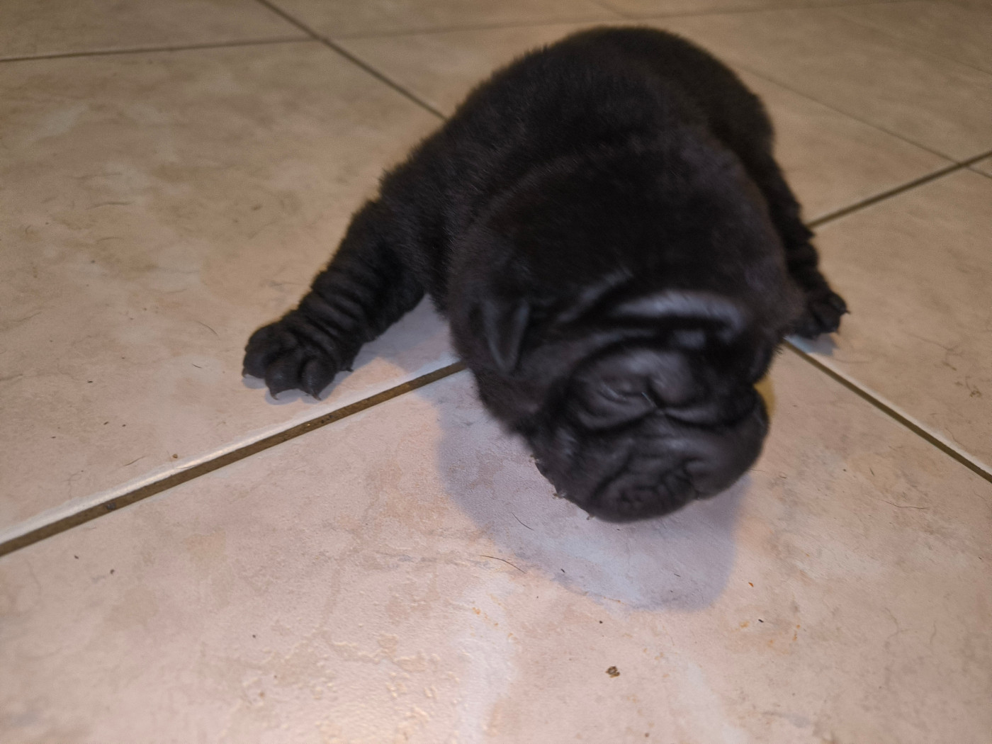 Des Terres Ancestrales - Chiots disponibles - Shar Pei