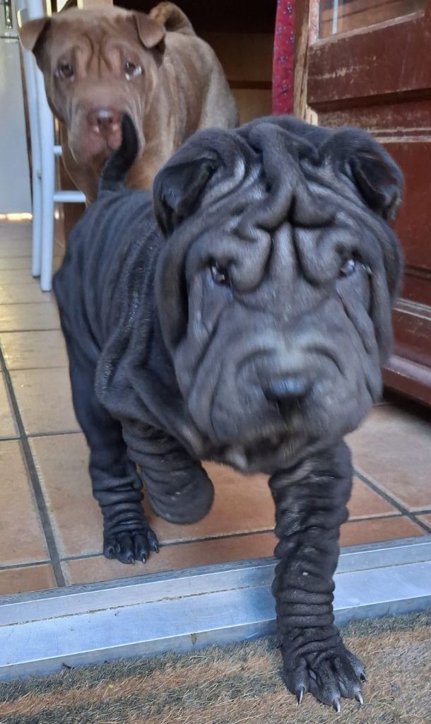 Des Terres Ancestrales - Chiots disponibles - Shar Pei