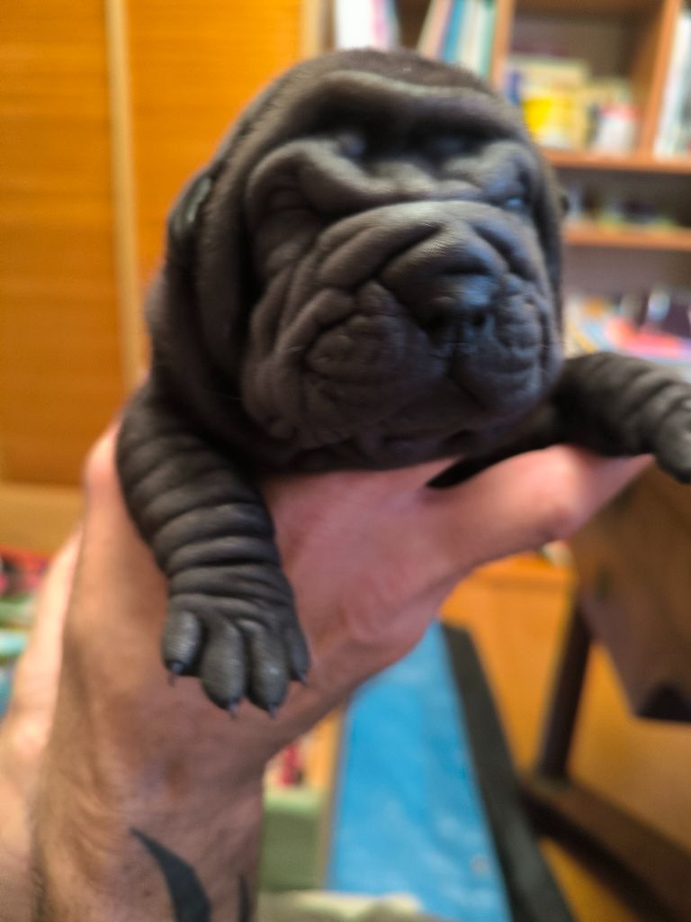 Des Terres Ancestrales - Chiots disponibles - Shar Pei