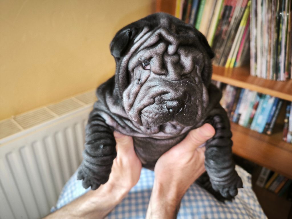 Des Terres Ancestrales - Chiots disponibles - Shar Pei