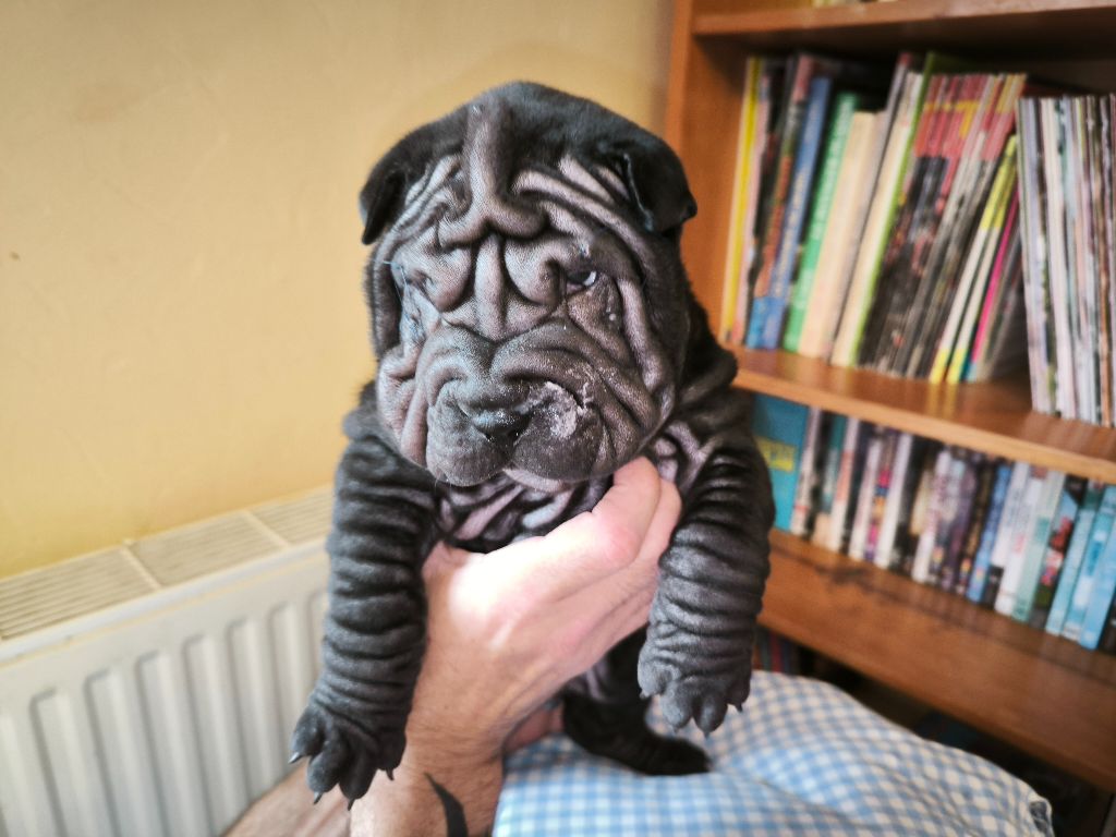 Des Terres Ancestrales - Chiots disponibles - Shar Pei