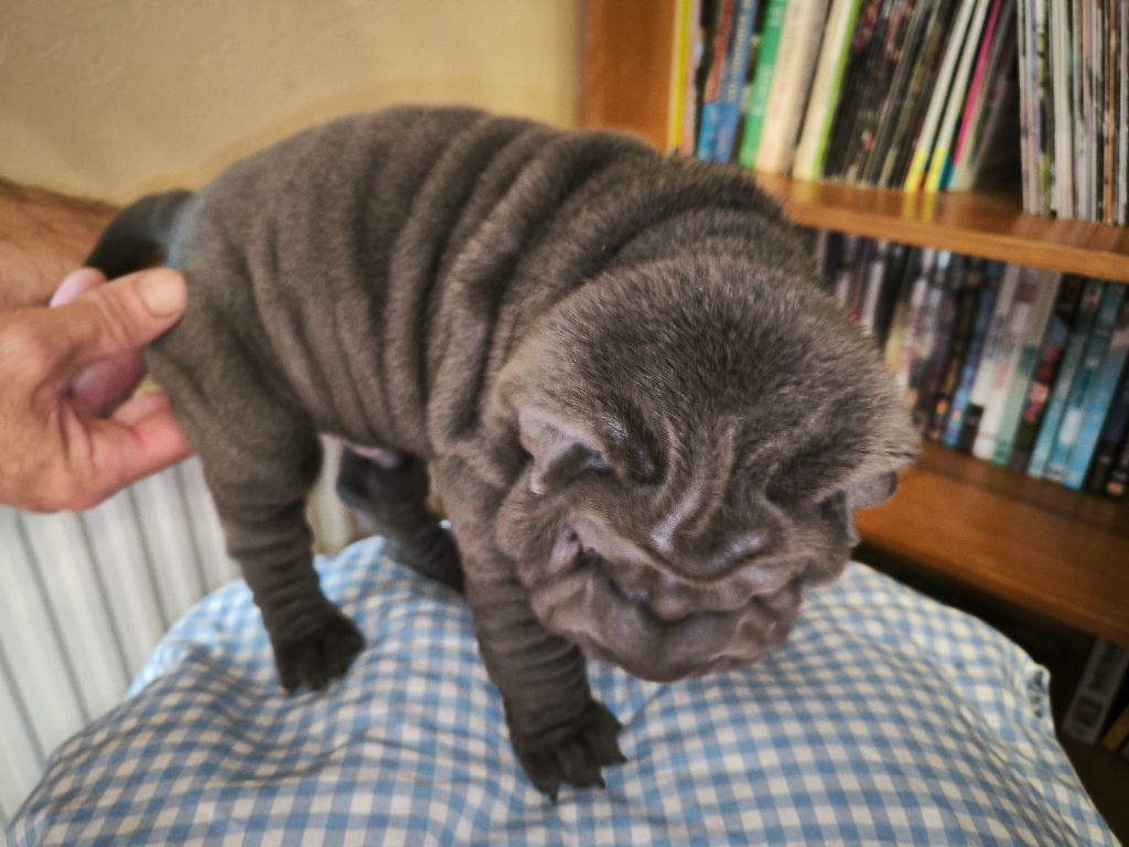 Des Terres Ancestrales - Chiots disponibles - Shar Pei
