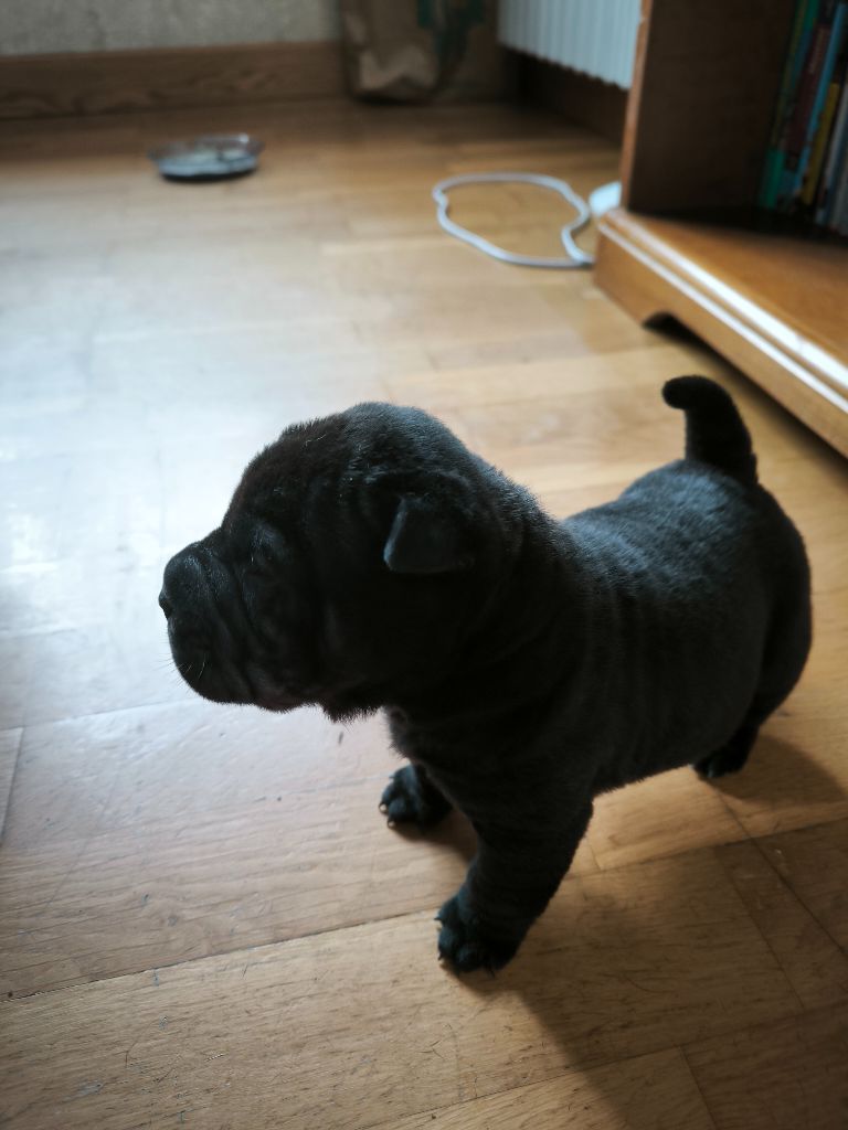 Des Terres Ancestrales - Chiots disponibles - Shar Pei