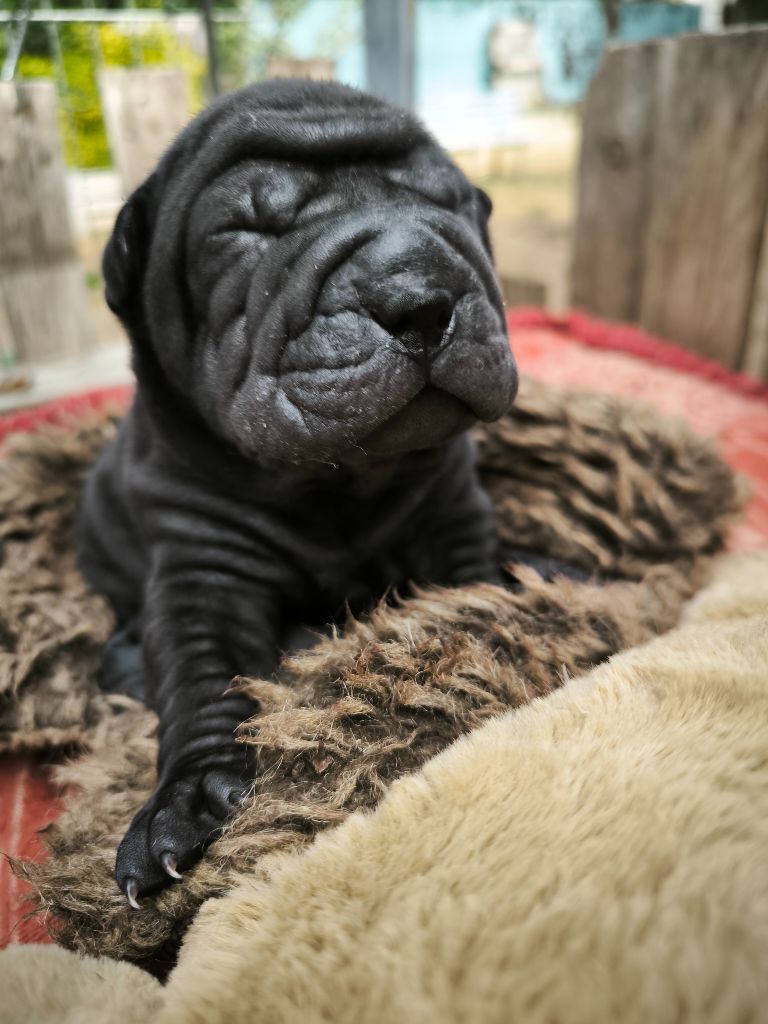 Des Terres Ancestrales - Chiots disponibles - Shar Pei