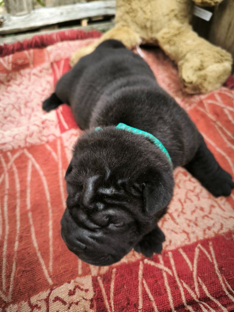 Des Terres Ancestrales - Chiots disponibles - Shar Pei