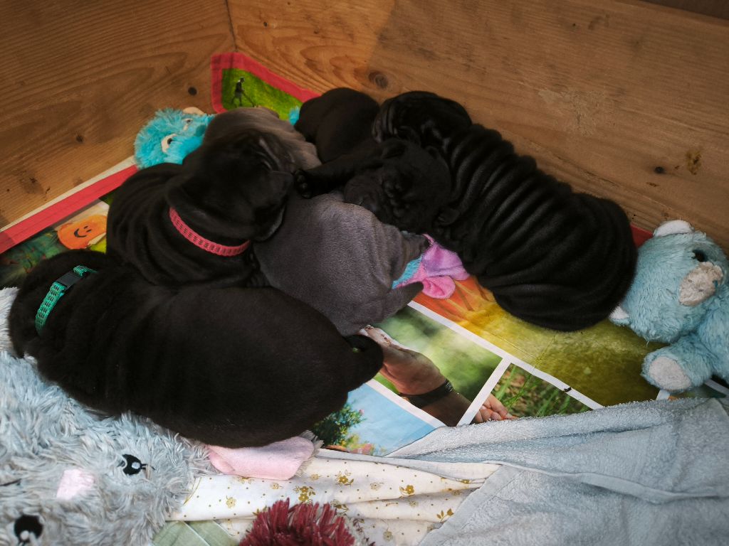 Chiot Shar Pei Des Terres Ancestrales